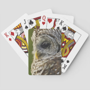 Barred Owl, Strix varia, Michigan Playing Cards