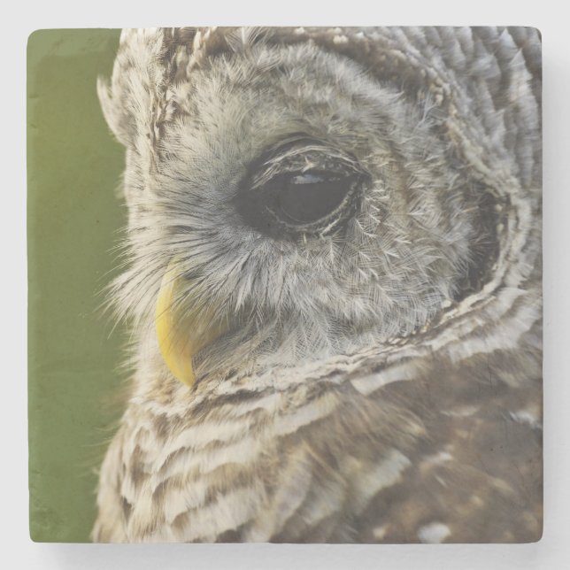 Barred Owl, Strix varia, Michigan Stone Coaster (Front)