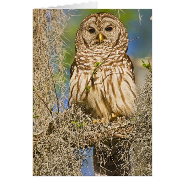 Barred Owl (Strix varia) perched in cypress tree (Front)