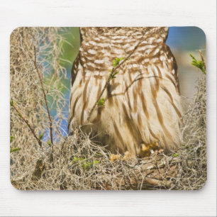 Barred Owl (Strix varia) perched in cypress tree Mouse Pad
