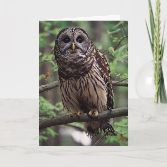 Barred Owl Thank You Card (Front)