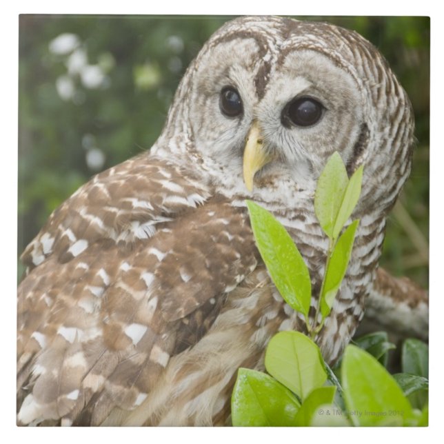Barred Owl Tile (Front)