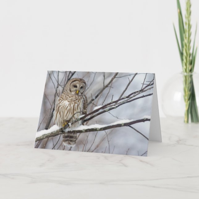 Barred Owl with a light snowfall Card (Front)