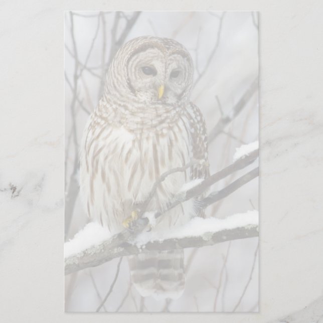 Barred Owl with a light snowfall Stationery (Front)