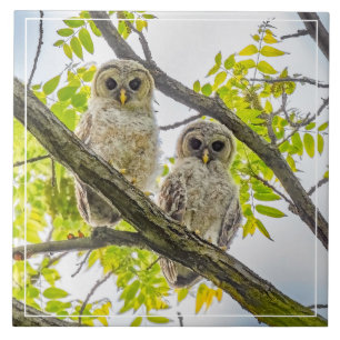 Barred Owlets Springtime Tile