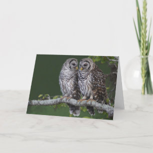Barred Owls Card