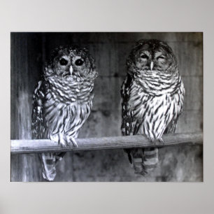 Barred Owls Poster