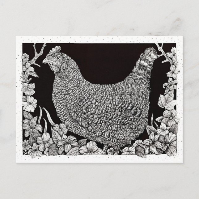 Barred Rock Chicken  Postcard (Front)