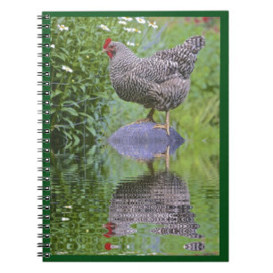 Barred Rock Hen Spiral Notebook