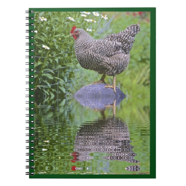 Barred Rock Hen Spiral Notebook (Front)
