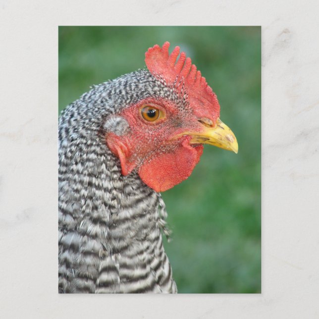 Barred Rock Postcard (Front)