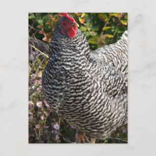 Barred Rock Postcard