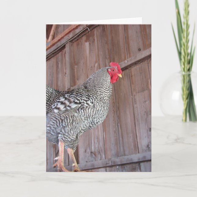 Barred Rock Rooster in an Old Barn Card (Front)
