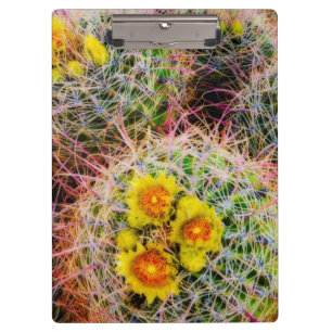 Barrel cactus close up, California Clipboard