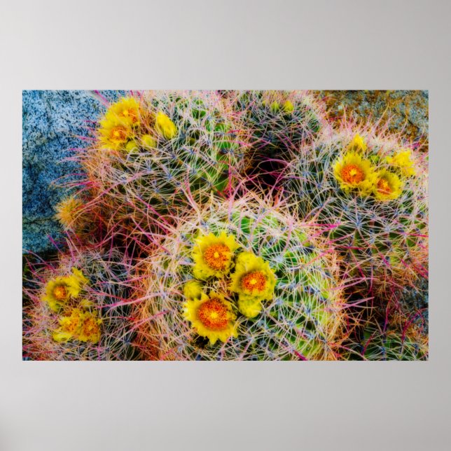 Barrel cactus close up, California Poster (Front)