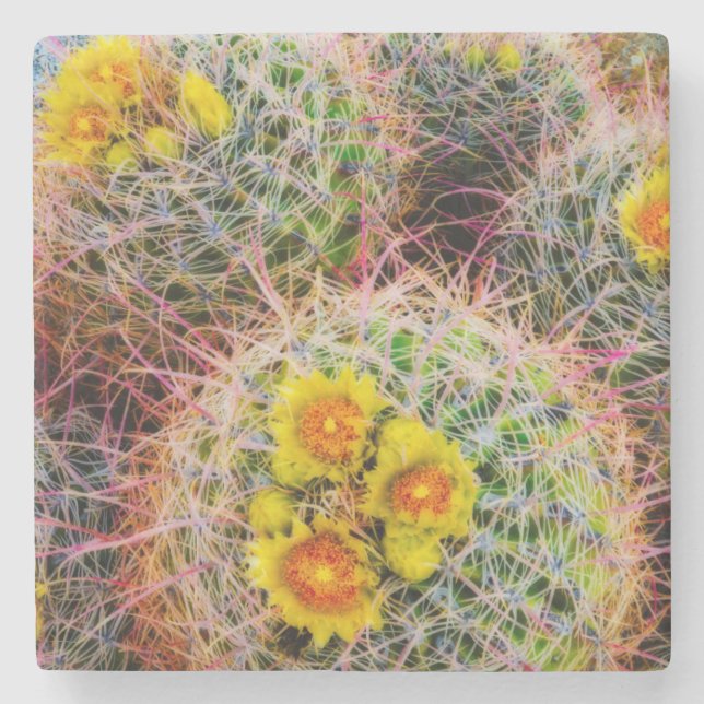Barrel cactus close up, California Stone Coaster (Front)