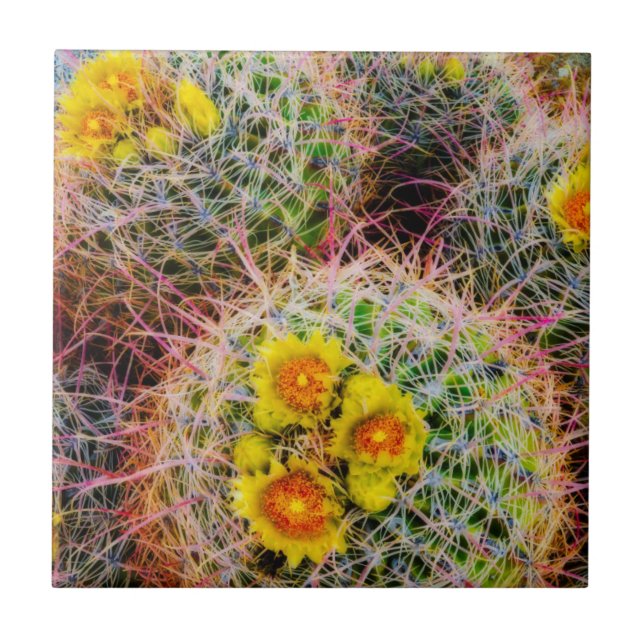 Barrel cactus close up, California Tile (Front)