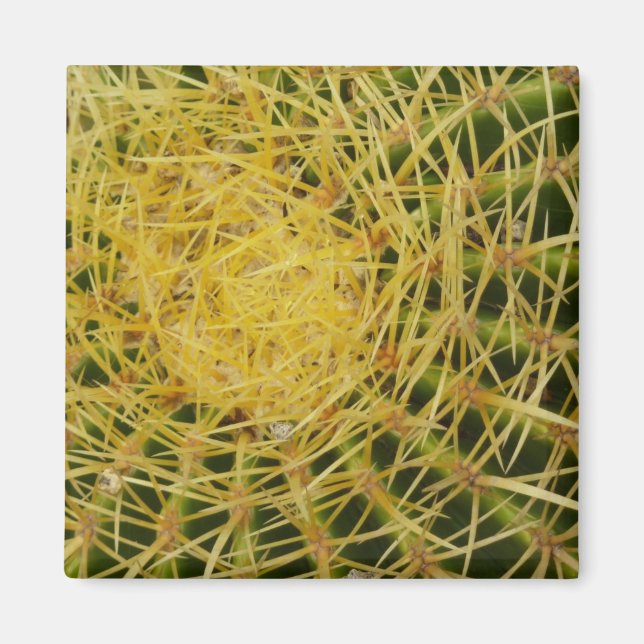 Barrel Cactus Closeup Abstract Nature Photography Magnet (Front)