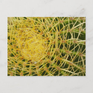 Barrel Cactus Closeup Abstract Nature Photography Postcard
