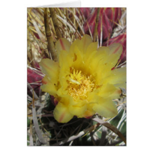 Barrel Cactus Fishhook Yellow