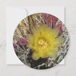 Barrel Cactus Fishhook Yellow