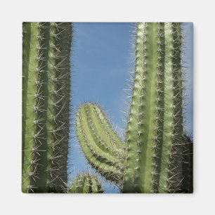 Barrel Cactus I Desert Photo Magnet