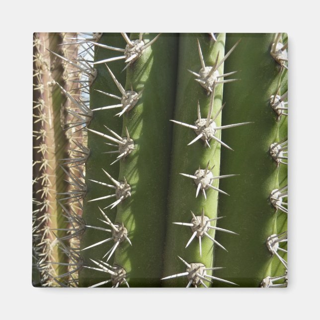 Barrel Cactus II Desert Nature Photo Magnet (Front)