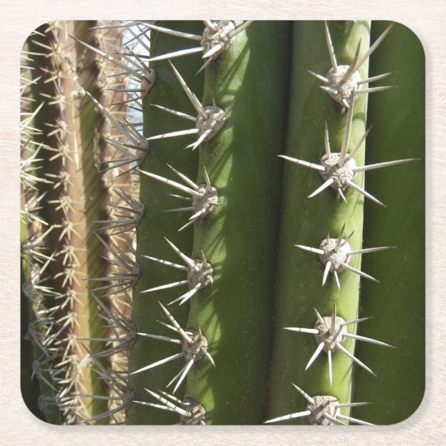 Barrel Cactus II Desert Nature Photo Square Paper Coaster (Front)
