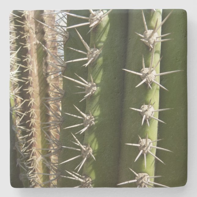 Barrel Cactus II Desert Nature Photo Stone Coaster (Front)