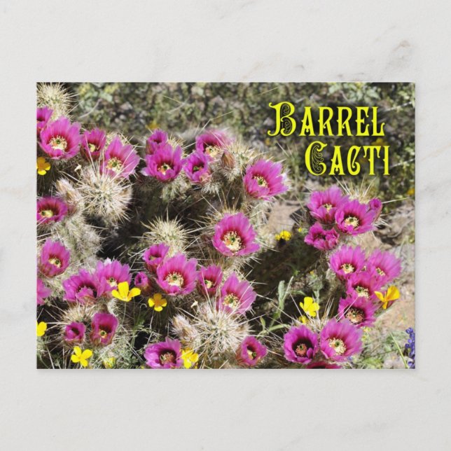 Barrel cactus in bloom, Sonoran Desert, Arizona Postcard (Front)