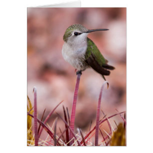 Barrel Cactus Roosting