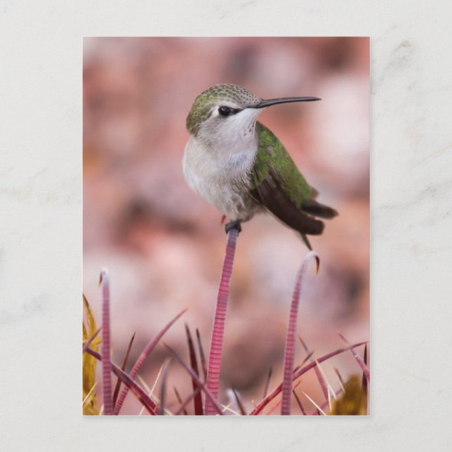 Barrel Cactus Roosting Postcard (Front)