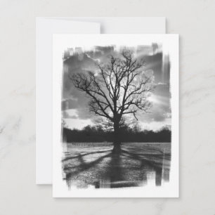 Barren Branches Tree