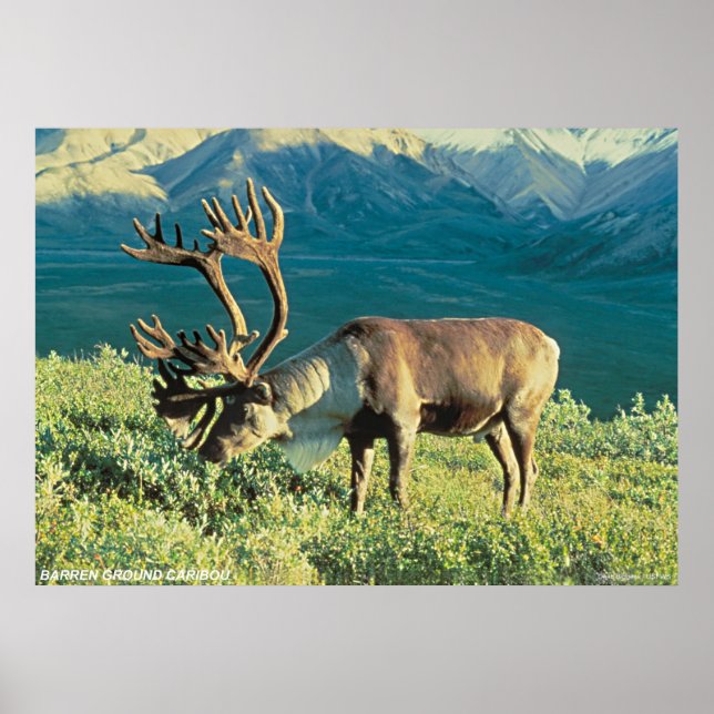 Barren Ground Caribou Poster (Front)