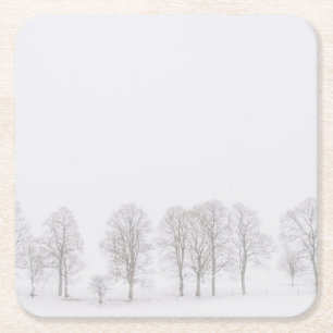 Barren trees in winter in a white world coaster