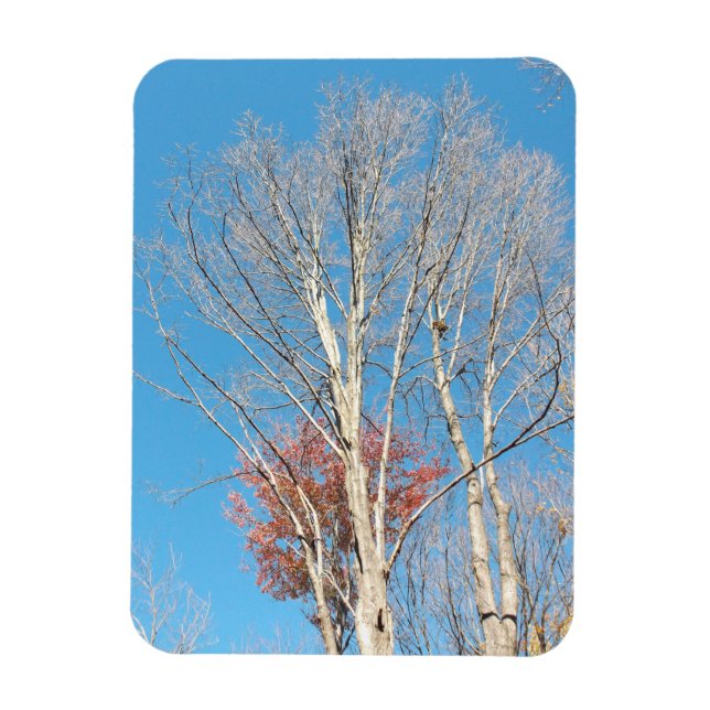 Barren Trees Magnet (Vertical)