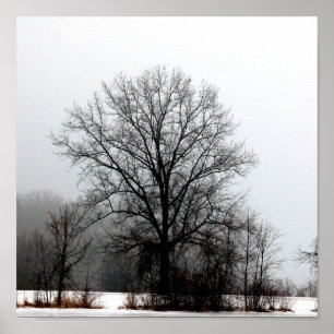 Barren Winter Tree Poster