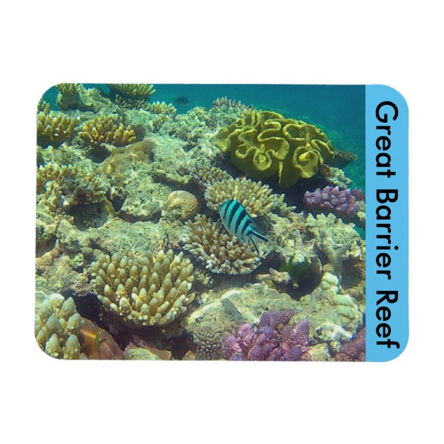 barrier reef coral magnet (Horizontal)