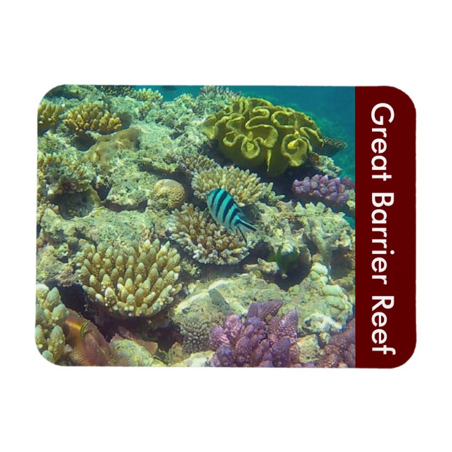 barrier reef fish magnet (Horizontal)