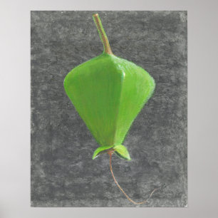 Barringtonia Acutangula Poster