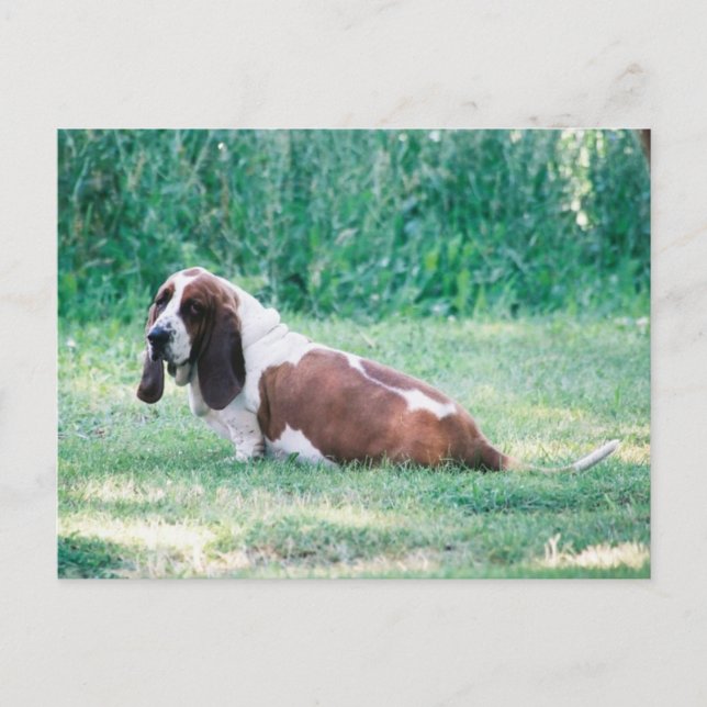 Bart the Basset Hound Postcard 3 (Front)