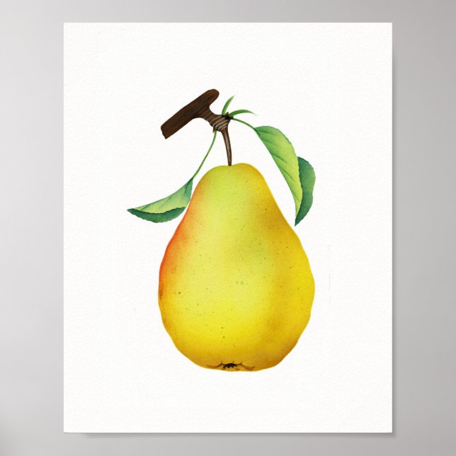 Bartlett Juicy Pear Fruit Kitchen Poster (Front)