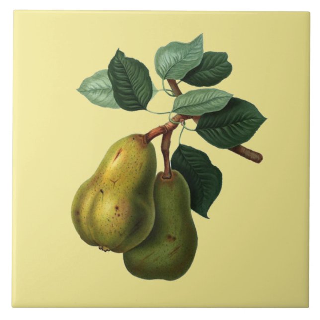 Bartlett Pears Botanical ~ Any Colour Background ~ Tile (Front)