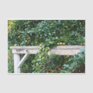 Bartlett Pears On Tree Orton Effect Decoupage Tissue Paper