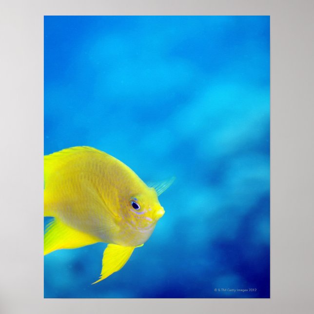 Bartlett's anthias poster (Front)