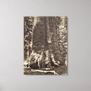 Base of the Grizzly Giant, from 'The Yosemite Book Canvas Print
