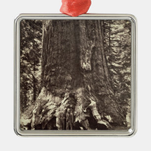 Base of the Grizzly Giant, from 'The Yosemite Book Metal Tree Decoration
