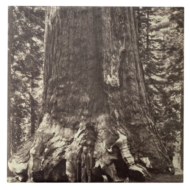 Base of the Grizzly Giant, from 'The Yosemite Book Tile (Front)