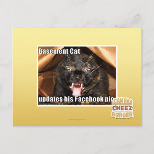 Basement Cat Postcard