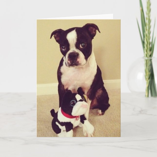 Bashful Boston Terrier Card (Front)